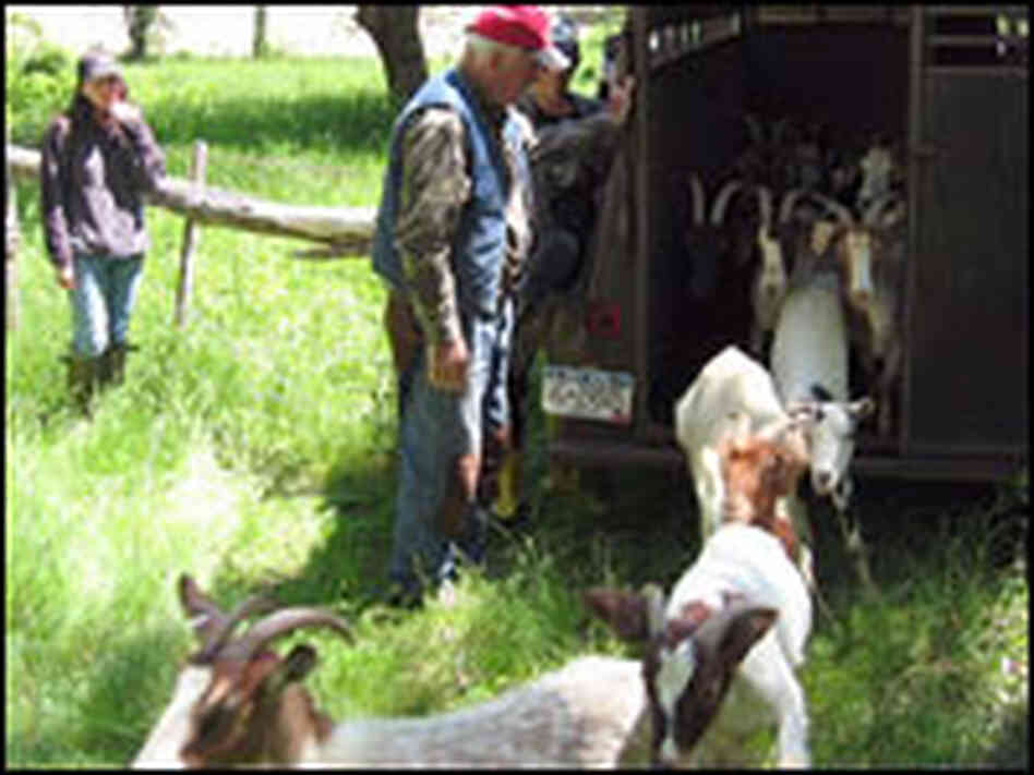 Goats bound out of trailer.
