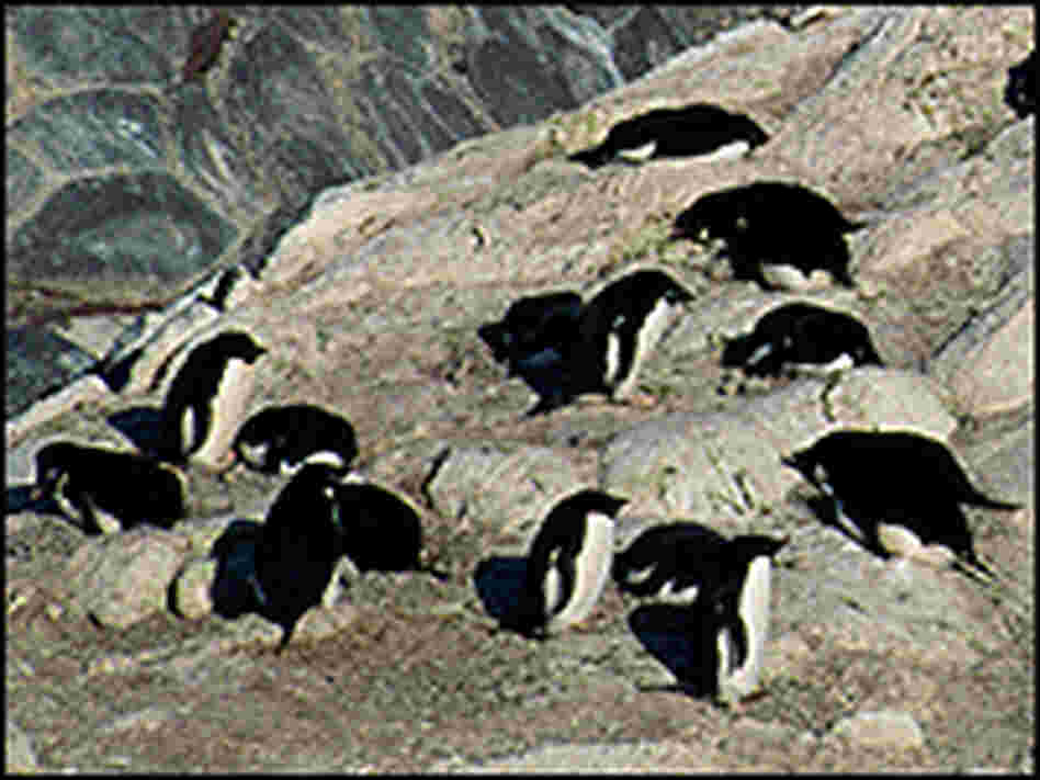 Nesting Adelie penguin colony at Cape Royds Nesting Adelie penguin colony at Cape Royds