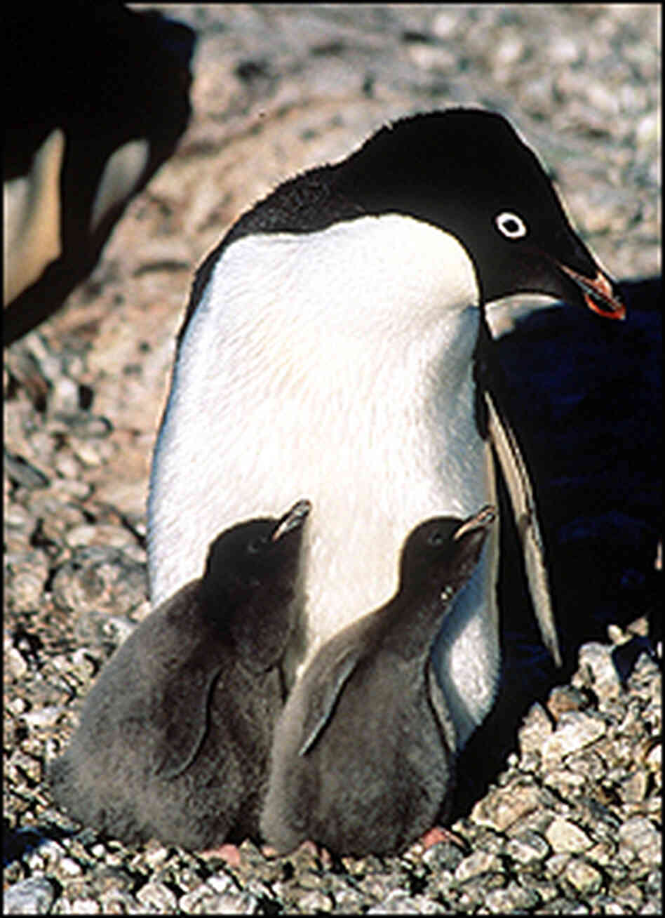 Adelie penguin and chicks at Cape Royds Adelie penguin and chicks at Cape Royds
