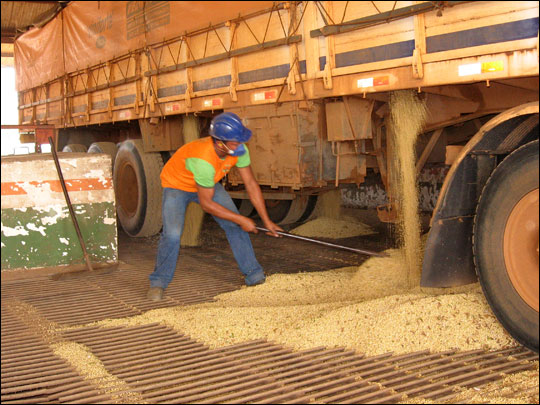 Trucks deliver the soy harvest of Mato Grosso to warehouses.