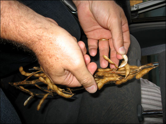 Soy producer Erai Maggi shows the fruits of his labor: soy beans that have just been harvested.