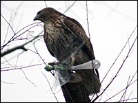 The day after Christmas, a hawk swooped down and carried off Danny McGorry's dragonfly robot.