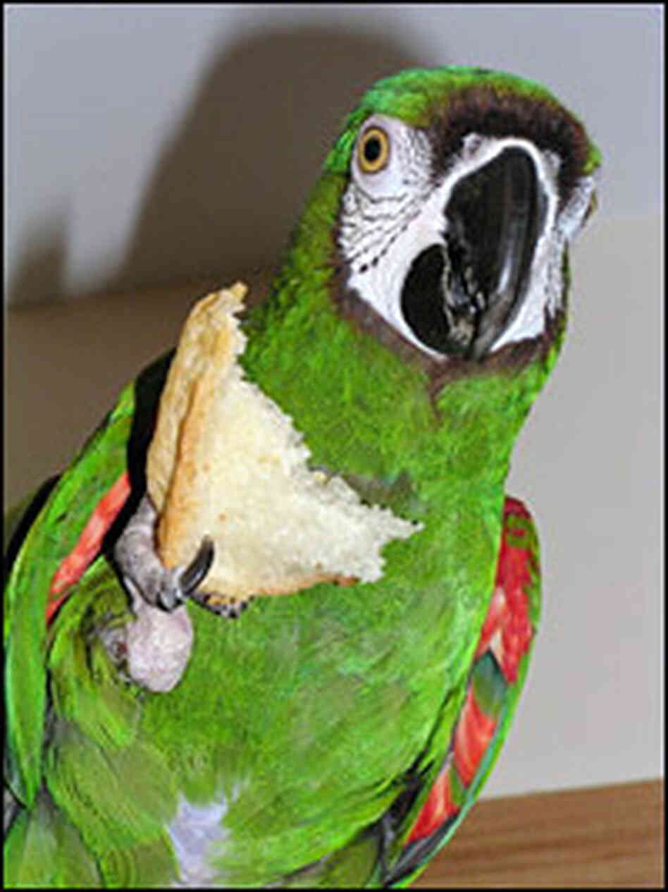 Charlie enjoys a piece of homemade bread.
