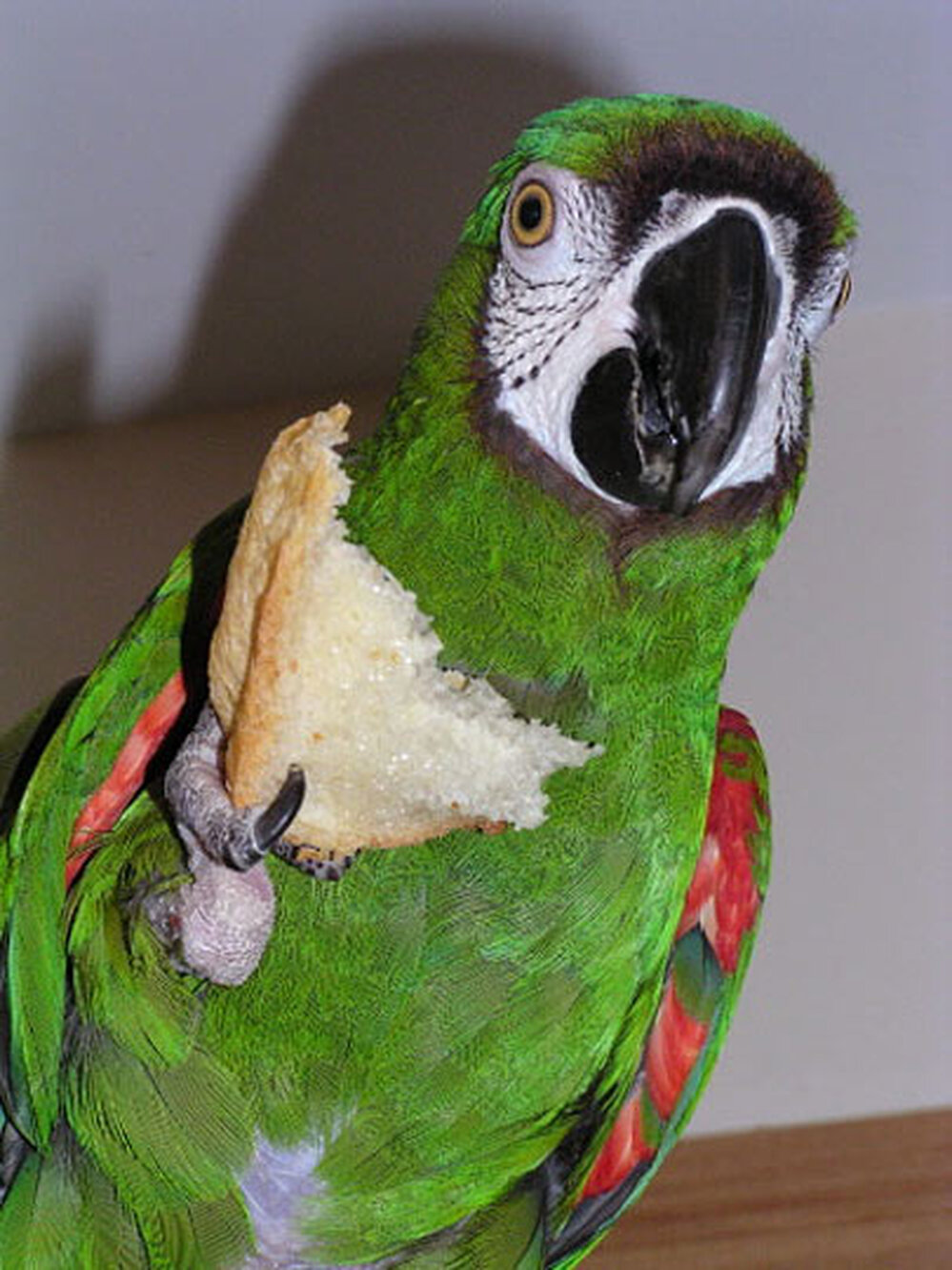 Charlie enjoys a piece of homemade bread.