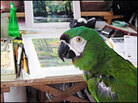 Charlie supervises at the drawing board. Charlie supervises at the drawing board.