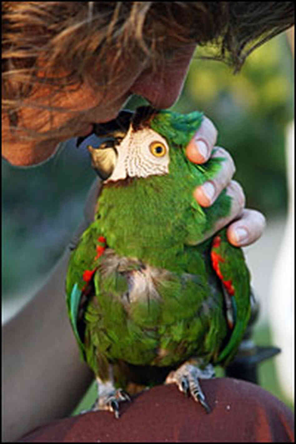 Commentator Julie Zickefoose gets some love from Charlie, a 21-year-old chestnut-fronted macaw.