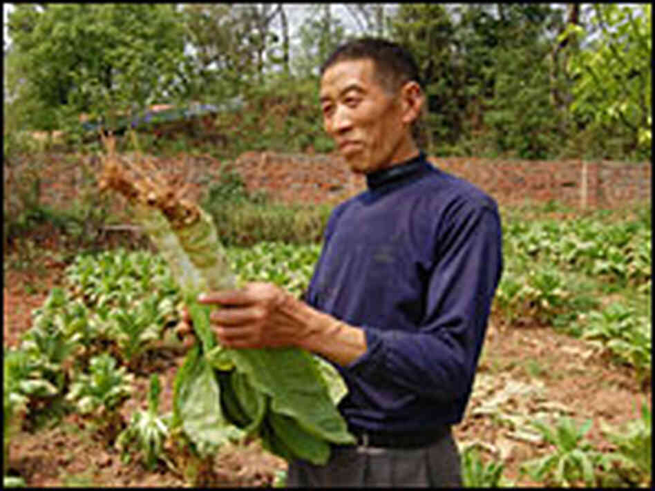 Worker on the organic farm with wosun