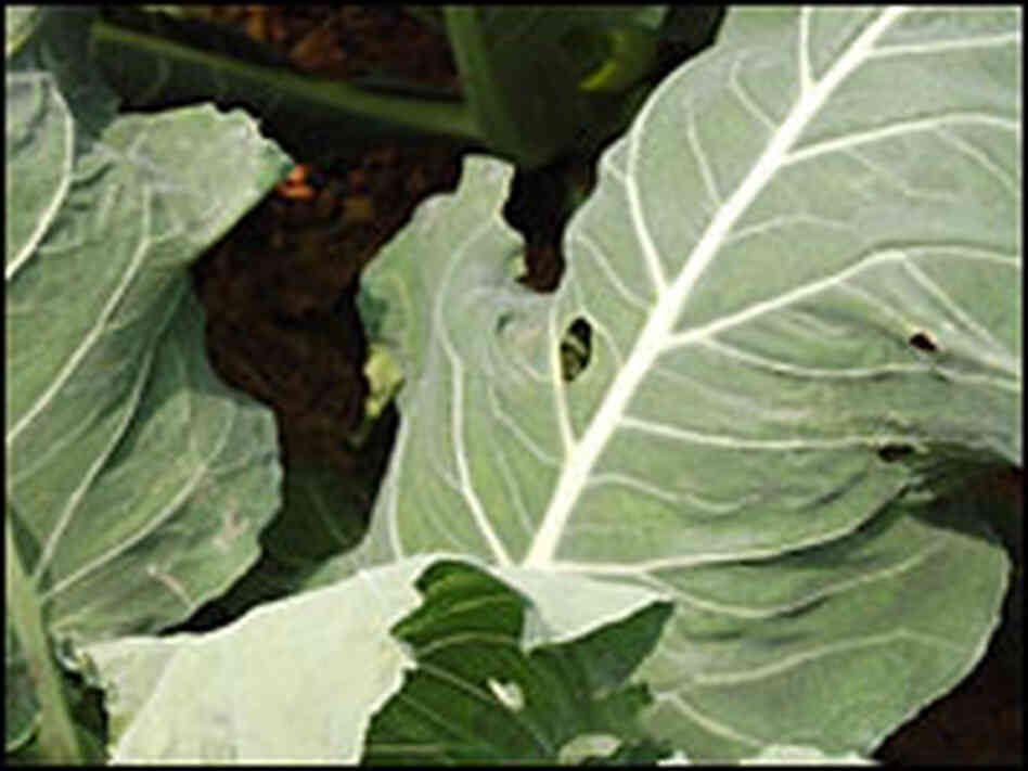 Customers of Luo's farm know to expect imperfect vegetables, such as cabbage with bug bites.