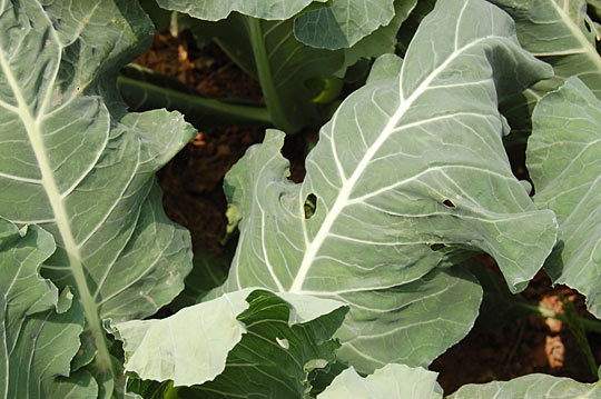 Customers of Luo's farm know to expect imperfect vegetables, such as cabbage with bug bites.