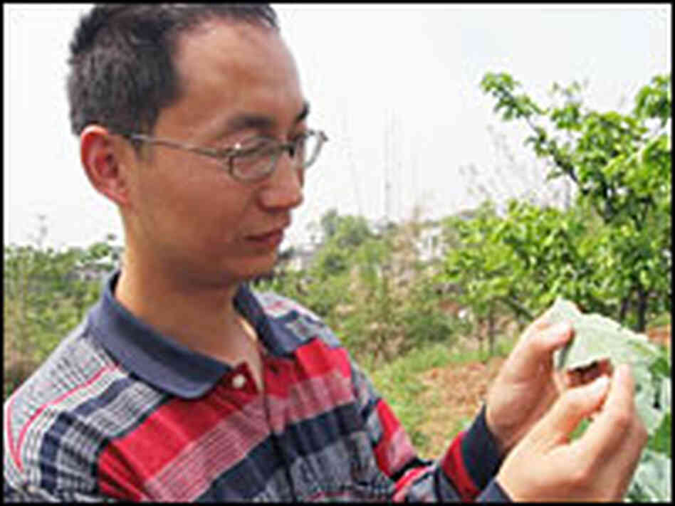 Stockbroker-turned-farmer Luo Yu