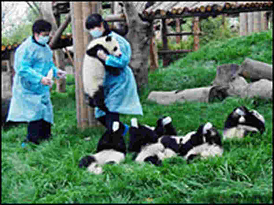 Panda cubs feed themselves from baby bottles.