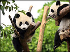 Pandas climb on wooden structures at the Chengdu Research Base of Giant Panda Breeding. Pandas climb on wooden structures at the Chengdu Research Base of Giant Panda Breeding.