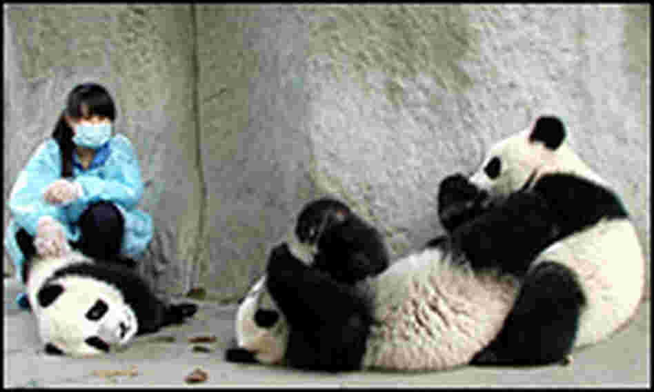 Beijing is pushing to have more pandas released into the wild.