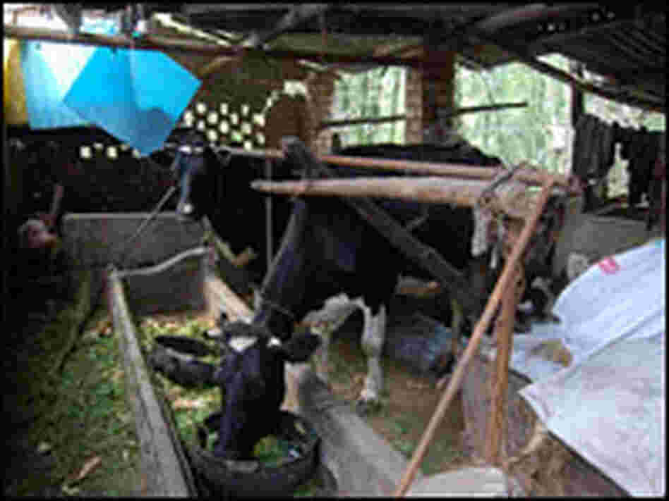 Cows on the construction site.