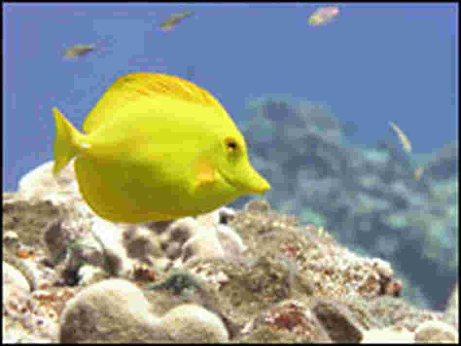 A yellow tang near the Northern Marianas Island of Maug. A yellow tang near the Northern Marianas Island of Maug.