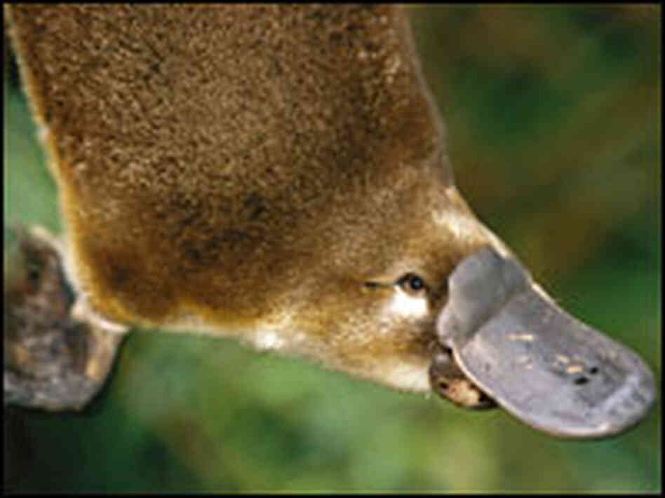 Platypus Is Even More Strange Than It Looks NPR