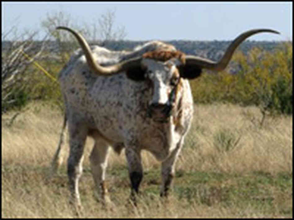 Gravy, one of two Texas longhorns living at Palo Duro Canyon State Park