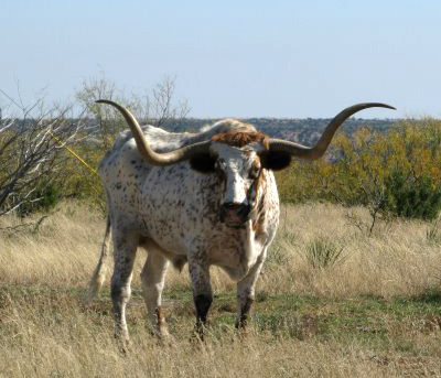 Gravy, one of two Texas longhorns living at Palo Duro Canyon State Park