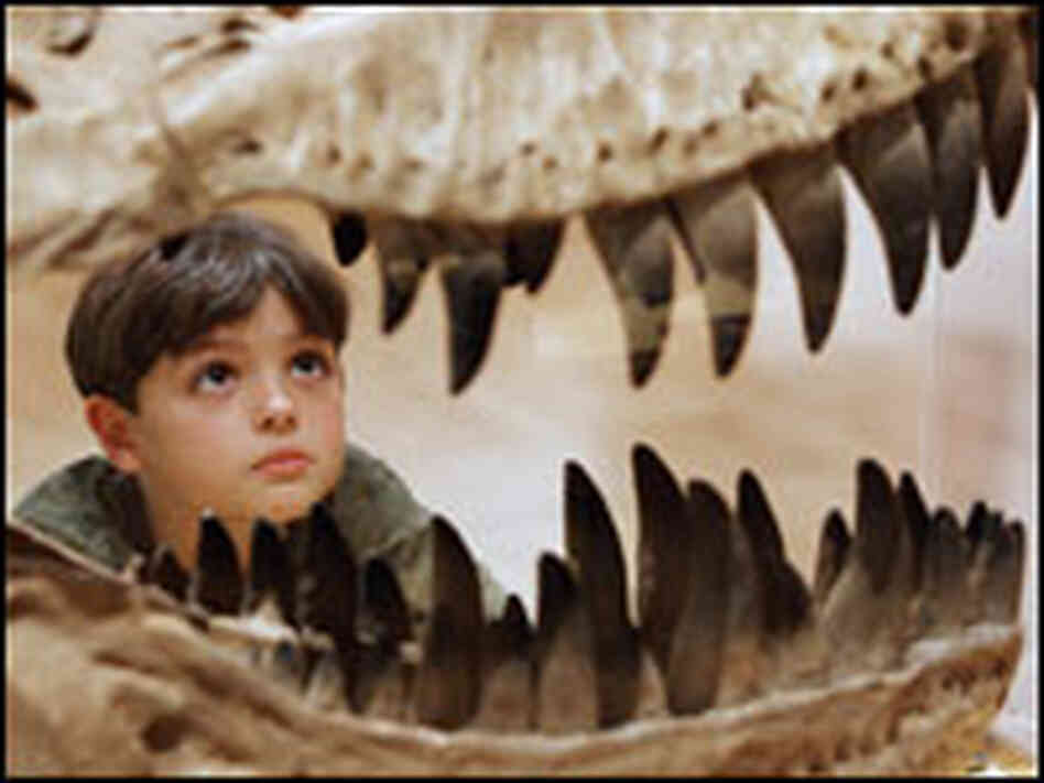 Will Murphy, 7, inspects the teeth of a Theropod dinosaur at the Melbourne Museum.