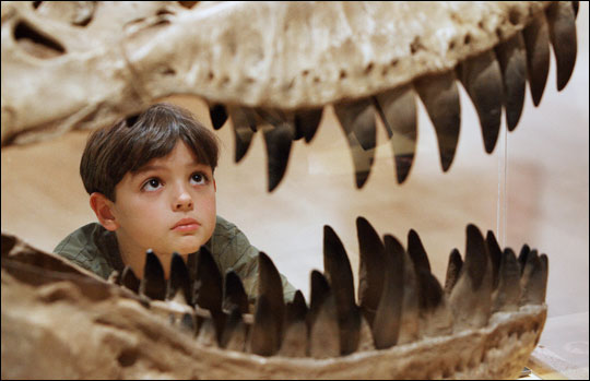 Will Murphy, 7, inspects the teeth of a Theropod dinosaur at the Melbourne Museum.