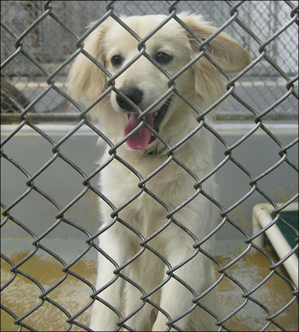 A medium-size blond puppy waits at the Washington Humane Society.