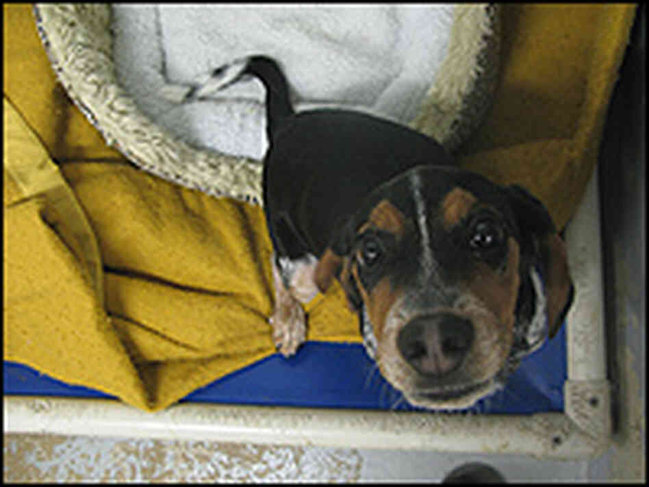 A tricolored puppy ready for adoption at the Washington Humane Society.