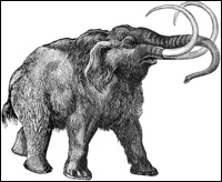 The woolly mammoth is the first extinct animal to have its DNA sequence deciphered.
