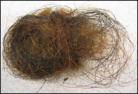 Scientists used the DNA from permafrost-preserved woolly mammoth hair to determine the DNA sequence.
