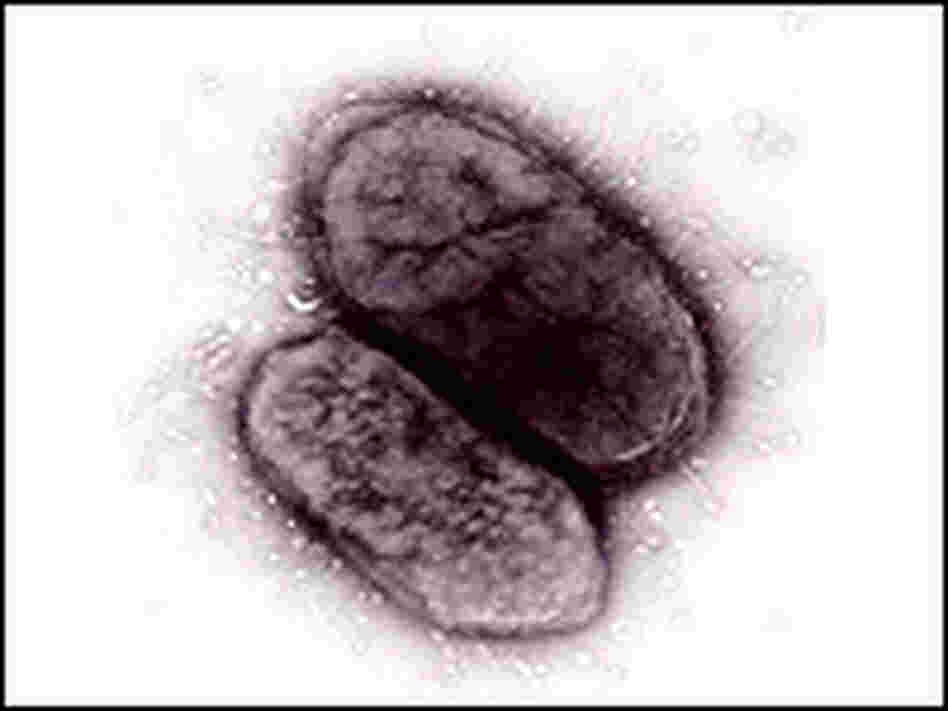 An image of a friendly gut bacteria An image of a friendly gut bacteria