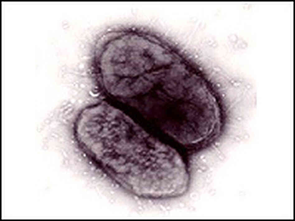 An image of a friendly gut bacteria An image of a friendly gut bacteria