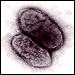 Gut Bacteria May Cause And Fight Disease, Obesity