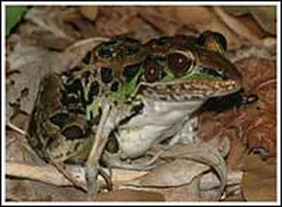An adult leopard frog.