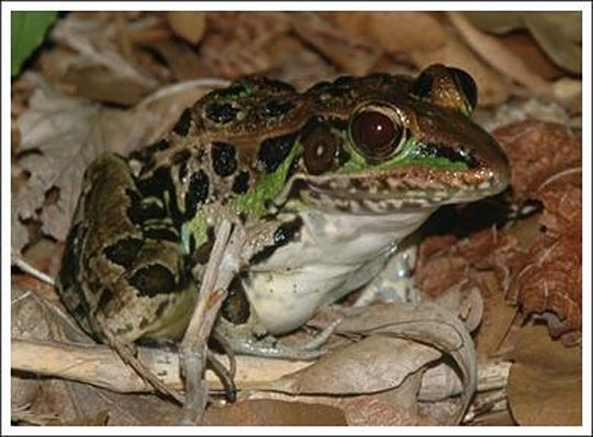 An adult leopard frog.