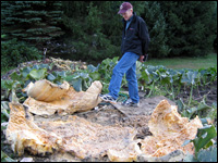 An exploded pumpkin