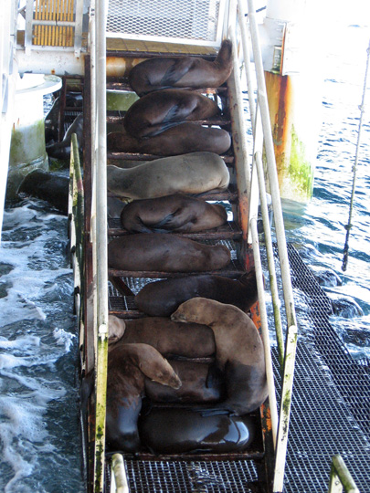 sea lions rigs to reefs