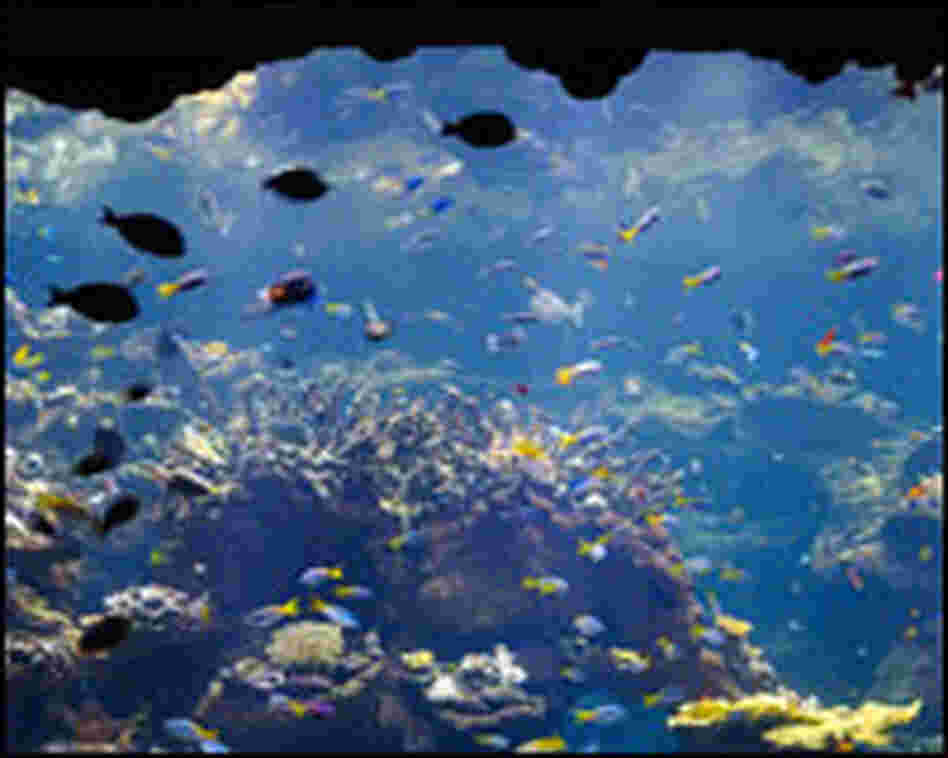 An aquarium in the coral reef exhibit.