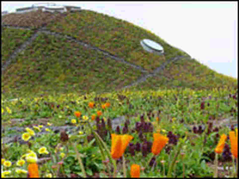 The living roof on the California Academy of Sciences