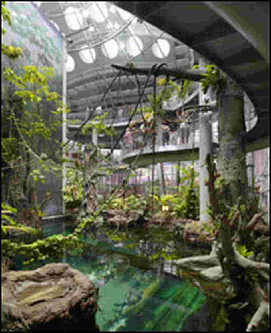 The rainforest at the California Academy of Sciences building