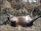 A dead cow on the Bolivar Peninsula. A dead cow on the Bolivar Peninsula.