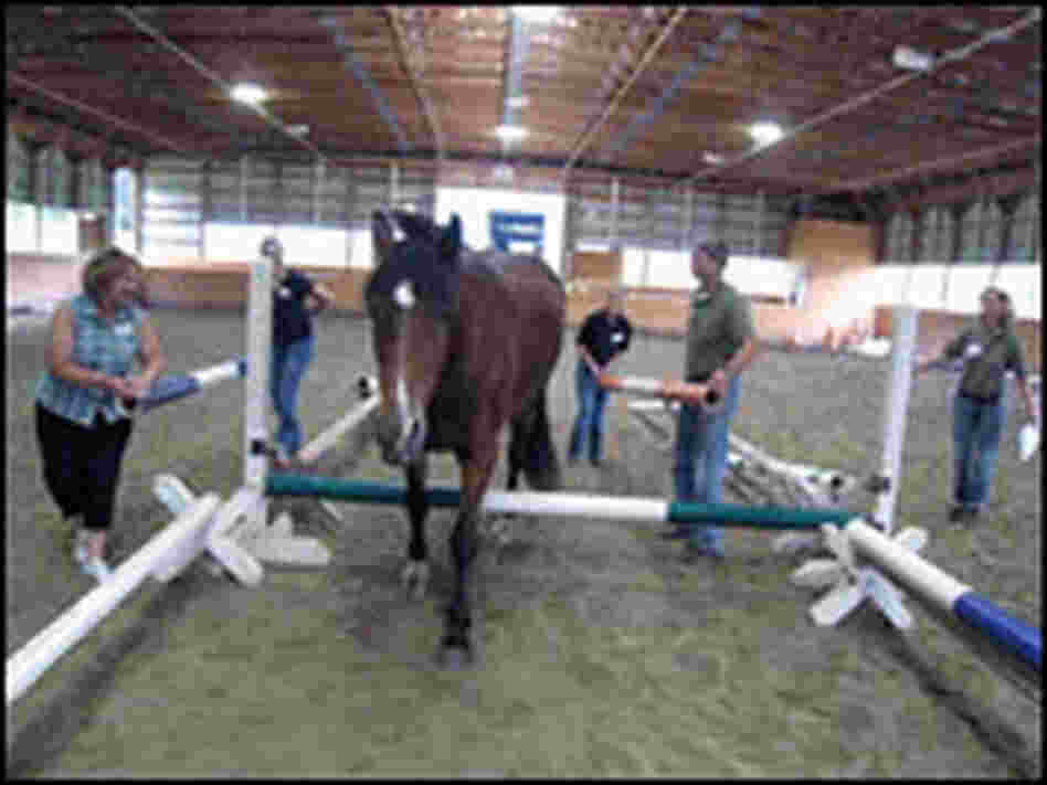 Family Farm Insurance employees work as a team to get a horse to go over a bar.