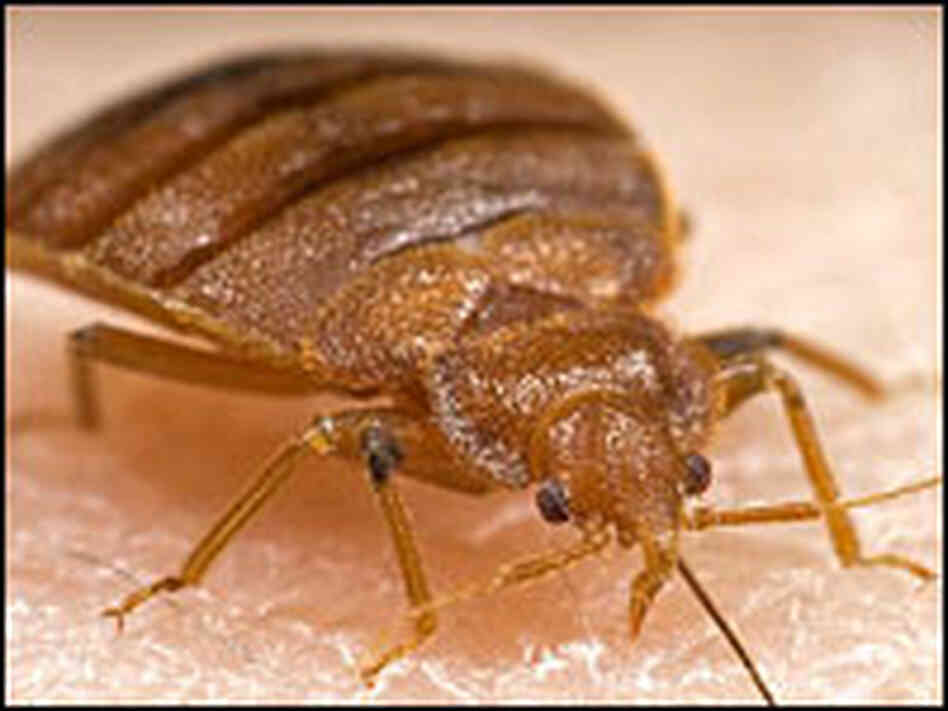 A bedbug sucks human blood.