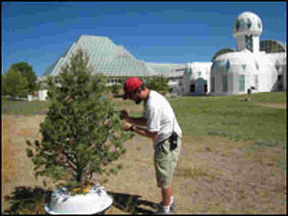 Pinyon tree outside of Biosphere 2