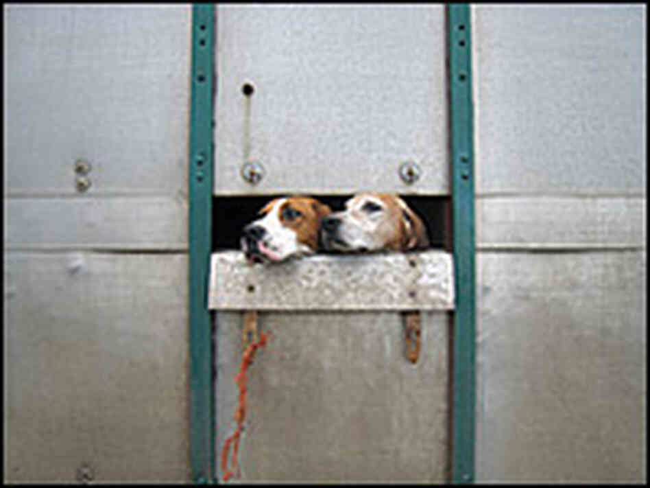 Hunting dogs of the Tickham and West Kent Hunt wait to be released. Rob Gifford/NPR