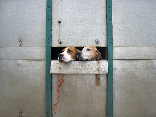Hunting dogs of the Tickham and West Kent Hunt wait to be released. Rob Gifford/NPR