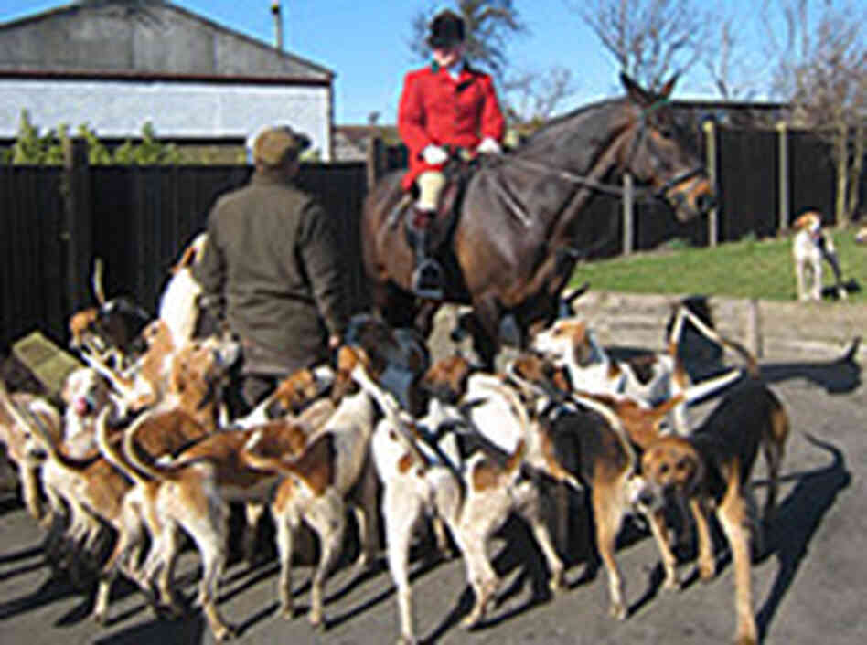 A hunting party from the Tickham and West Kent Hunt prepares for the chase. Rob Gifford/NPR