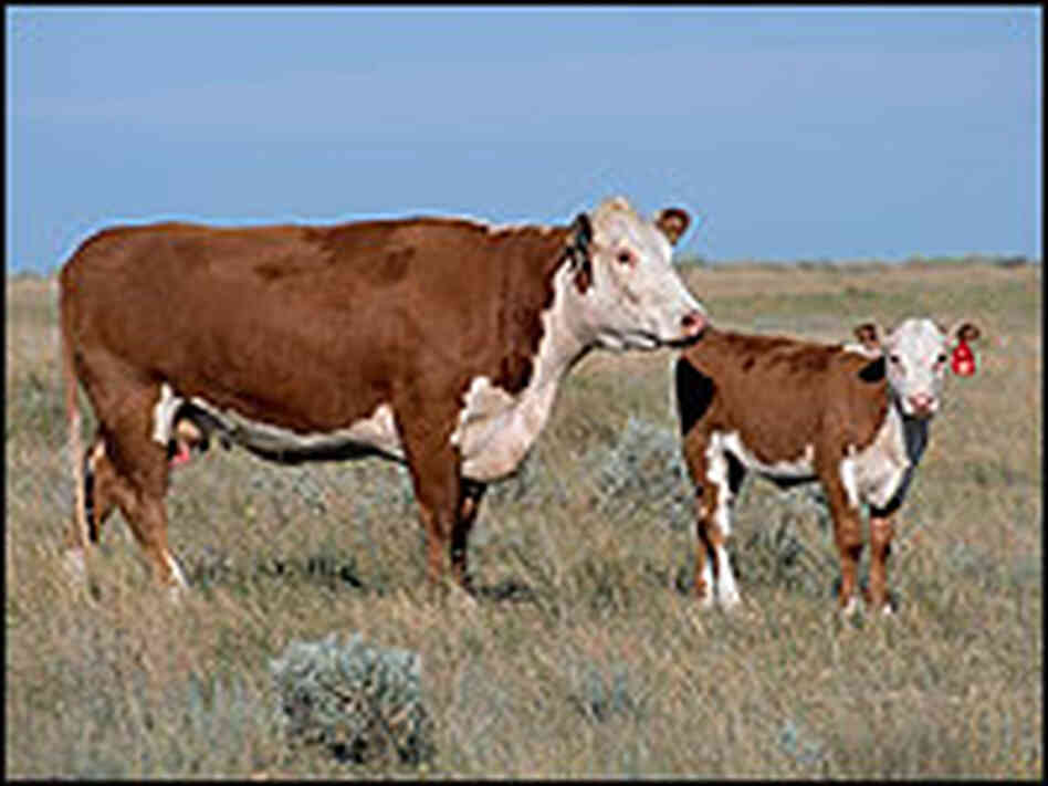 A cow named "L1 Dominette" and her calf.