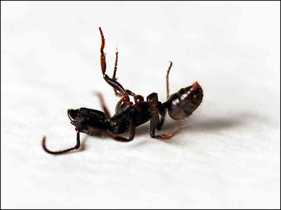 Dead ant Dead ant