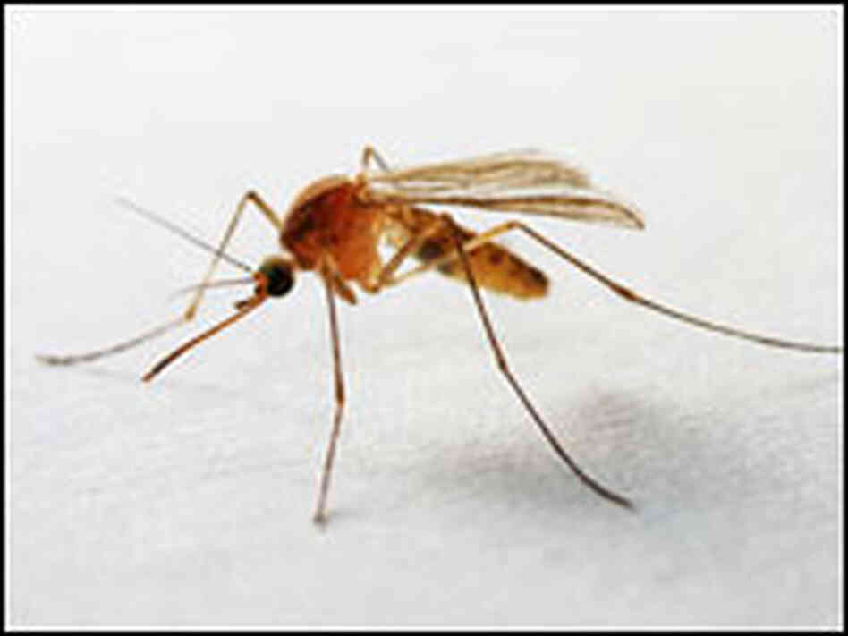 Mosquito Mosquito