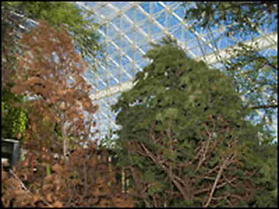 Drought-stressed pinyon trees
