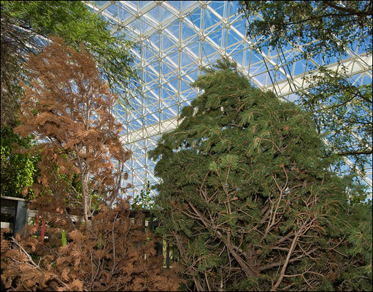 Drought-stressed pinyon trees